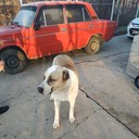  ,   Alijon, 40 ,   ,   , c , 