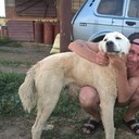 ���������� ������-��-����, ���� ������� ����, 43 ����, ������������ ��� ������, ����� � ���������, c�������� ���������