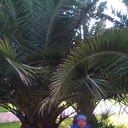  ,   Ghena, 48 ,   ,   , c 