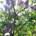 ���������� ����������, ���� ������� ������, 33 ����, ������������ ��� ������, ����� � ���������, c�������� ���������