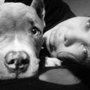 ���������� ��������, ���� ������� �����, 38 ���, ������������ ��� ������, ����� � ���������