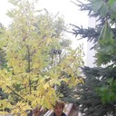 ���������� ������, ���� ������� �����, 51 ���, ������������ ��� ������, ����� � ���������, c�������� ���������