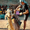  ,   Kote, 43 ,   ,   