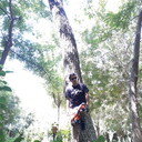 ���������� �������, ���� ������� Roma, 37 ���, ������������ ��� ������