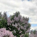 ���������� ������, ���� ������� �����, 41 ���, ������������ ��� ������, ����� � ���������