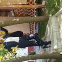 ���������� ������, ���� ������� �������, 36 ���, ������������ ��� ������, ����� � ���������, c�������� ���������