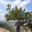 ���������� �����-���������, ���� ������� ������, 34 ����, ������������ ��� ������, ����� � ���������