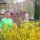  ,   Anemo, 37 ,     , c 