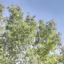 ���������� ������������, ���� ������� ������, 61 ���, ������������ ��� ������, ����� � ���������, c�������� ���������