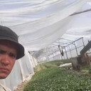 -,   Hayrullo, 37 ,   ,   , c 