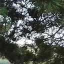 ���������� �����-���������, ���� ������� �����, 33 ����, ������������ ��� ������, ����� � ���������, c�������� ���������