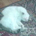 ���������� ����, ���� ������� Leon, 45 ���, ������������ ��� ������, ����� � ���������, c�������� ���������