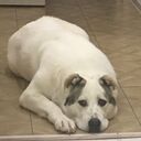 ���������� ������, ���� ������� ������, 39 ���, ������������ ��� ������, ����� � ���������, c�������� ���������, ���������