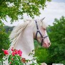 ���������� ������, ���� ������� Sirojiddin, 38 ���, ������������ ��� ������, ����� � ���������