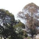 ���������� �����, ���� ������� �����, 49 ���, ������������ ��� ������, ����� � ���������, c�������� ���������