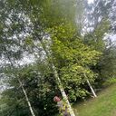 ���������� ����, ���� ������� ����, 49 ���, ������������ ��� ������, ����� � ���������