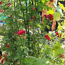 ���������� ���������, ���� ������� Sasa, 34 ����, ������������ ��� ������, ����� � ���������, c�������� ���������, ���������