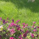 ���������� �����-���������, ���� ������� ����, 56 ���, ������������ ��� ����� � ���������, c�������� ���������, ���������