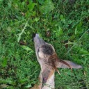  ,   , 39 ,   ,   , c 