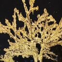 ���������� ����������, ���� ������� ������, 51 ���, ������������ ��� ������, ����� � ���������