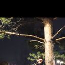 ���������� ����������, ���� ������� �������, 61 ���, ������������ ��� ����� � ���������, c�������� ���������, ���������