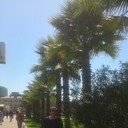 ���������� ��������, ���� ������� ����, 38 ���, ������������ ��� ������, ����� � ���������