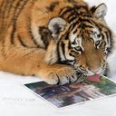 ���������� �������, ���� ������� �����, 35 ���, ������������ ��� ������, ����� � ���������, c�������� ���������