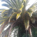 ���������� �������, ���� ������� ����, 53 ����, ������������ ��� ������