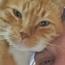 ���������� ���������, ���� ������� Don Vito, 43 ����, ������������ 