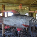 ���������� ������, ���� ������� Acrobat, 57 ���, ������������ ��� ������, ���������