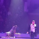 ���������� ����, ���� ������� ���������, 38 ���, ������������ ��� ������, ���������