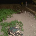 ���������� �����������, ���� ������� �������, 33 ����, ������������ ��� ������, ����� � ���������, c�������� ���������