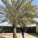 ���������� ����������, ���� ������� ������, 30 ���, ������������ ��� ����� � ���������, c�������� ���������