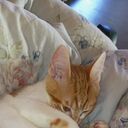 ���������� �������, ���� ����� �����, 25 ���, ������������ ��� ������, ����� � ���������, c�������� ���������