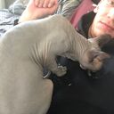 ���������� �����-���������, ���� ������� ����, 33 ����, ������������ ��� ������, ����� � ���������