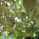 ���������� �����������, ���� ������� ������, 41 ���, ������������ ��� ������, ����� � ���������, c�������� ���������