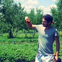 ���������� �������, ���� ������� Giorgi, 31 ���, ������������ ��� ������, ����� � ���������, c�������� ���������