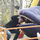 ���������� ����, ���� ������� ����, 37 ���, ������������ ��� ������, ����� � ���������