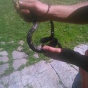 ���������� ������� ������, ���� ������� �������, 36 ���, ������������ ��� ������, ����� � ���������, c�������� ���������