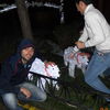  ,   Gamlet, 37 ,  