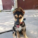 ���������� �����-���������, ���� ������� �������, 51 ���, ������������ ��� ������, ����� � ���������