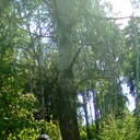  ,   Radik, 40 ,   ,   , c 