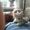  -,   , 33 ,   ,   , c , 