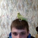 ���������� ���������, ���� ������� �������, 36 ���, ������������ ��� ������, ����� � ���������, c�������� ���������