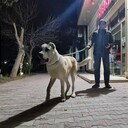 ���������� ������, ���� ������� �����, 40 ���, ������������ ��� ����� � ���������, ���������