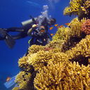 ���������� ������, ���� ������� �����, 52 ����, ������������ ��� ������