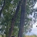 ���������� �������, ���� ������� ����, 32 ����, ������������ ��� ����� � ���������, c�������� ���������