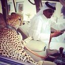 ���������� ��������, ���� ������� ����, 33 ����, ������������ ��� ������, ���������