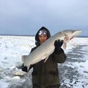 ���������� ���������, ���� ������� ����, 36 ���, ������������ ��� ������, ����� � ���������, c�������� ���������