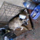 ���������� ������, ���� ������� ����, 58 ���, ������������ ��� ����� � ���������, c�������� ���������